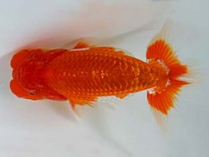 九州・山口　西取締　野田善洋　鳥栖みやき