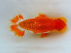 九州・山口 東関脇　野田善洋　鳥栖みやき