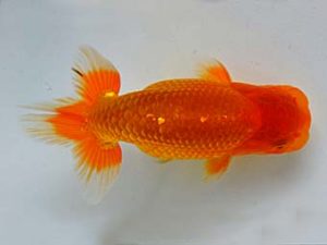 九州・山口 西関脇　原　賢二郎　大分A