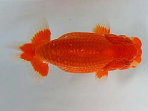 九州・山口 東小結　浦田智和　佐賀