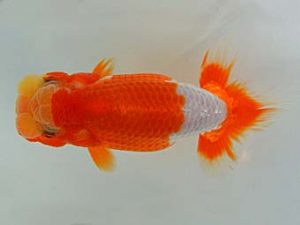 九州・山口 西小結　橋岡信行　大分