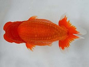 九州・山口　東大関　佐々木達也　福岡