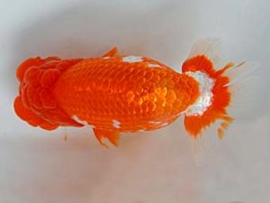 九州・山口 東勧進元　橋岡信行　大分