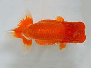 九州・山口 西勧進元　永原　久　熊本