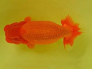 九州・山口 行司一　浦田智和　佐賀