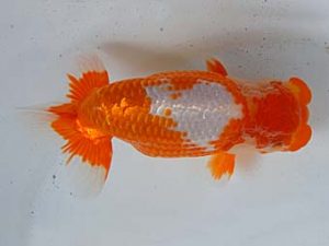 九州・山口 行司二　湯浅貴樹　佐賀