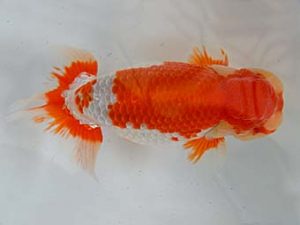 九州・山口 行司三　宮川宗治　宮崎