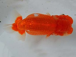 九州・山口 東脇行司　東　昴平　佐賀