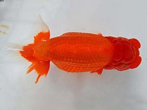 九州・山口 西脇行司　高園信幸　佐賀