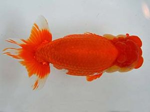 九州・山口　西大関　吉田隆志　佐賀