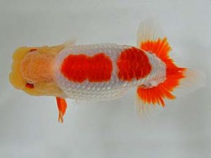 九州・山口　立行司　吉賀敏雄　大分