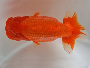 九州・山口　東取締　難樋口繁暢　鳥栖みやき