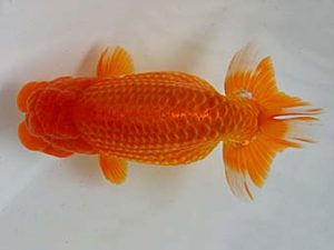 九州・山口　西取締　野田善洋　鳥栖みやき