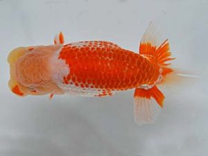 九州・山口 東関脇　坂井忠之　福岡