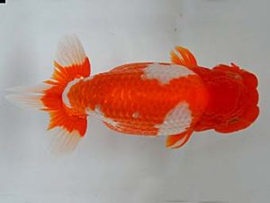 九州・山口 西関脇　八坂幸二　大分