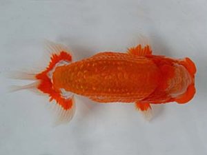 九州・山口 西小結　先崎　誠　宮崎