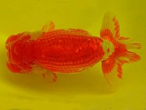 九州・山口　東大関　東　秀明　佐賀