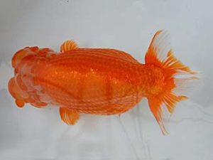 九州・山口 東勧進元　小林剛士　佐賀