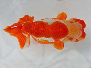 九州・山口 西勧進元　橋岡信行　大分