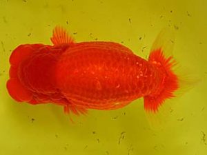 九州・山口 行司一　牛島　連　佐賀