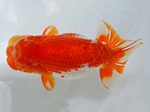 九州・山口 行司二　橋岡信行　大分