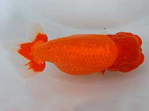 九州・山口 行司三　廣野晴視　下関