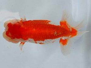 九州・山口 東脇行司　荒川昌人　宮崎