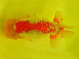 九州・山口　西大関　東　秀明　佐賀