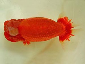 九州・山口　立行司　宮副弘行　佐賀