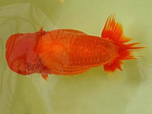 九州・山口　東取締　内田輝雄　佐賀