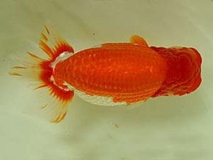 九州・山口　西取締　内田輝雄　佐賀