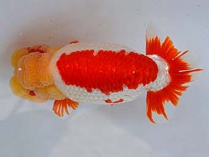 九州・山口 東関脇　橋岡信行　大分