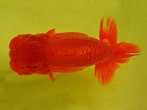 九州・山口 西関脇　浦田智和　佐賀