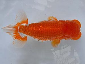 九州・山口 東小結　先崎　誠　宮崎