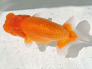 三河金鱗会　東大関　池内芳尚　刈谷