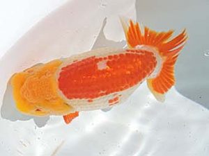 三河金鱗会　西大関　長谷基宏　碧南