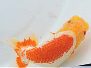 三河金鱗会　立行司　石黒英明　豊浜