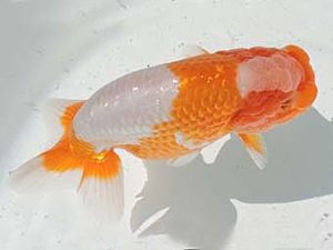 三河金鱗会　東取締　可児伊和男　高浜