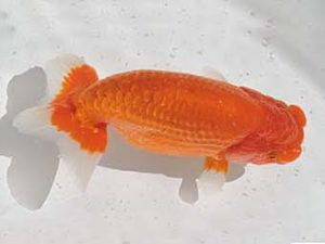 三河金鱗会　西取締　十河哲也　武豊