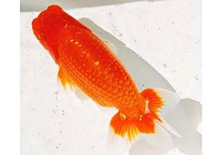 三河金鱗会　東大関　渡辺　敦　犬山