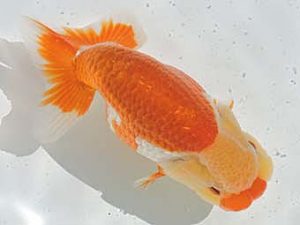 三河金鱗会　西大関　石黒英明　豊浜