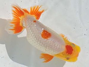 三河金鱗会　立行司　榊原英樹　武豊