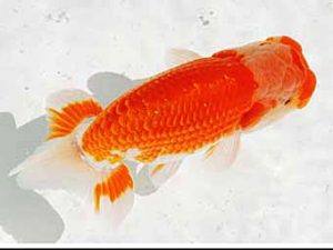 三河金鱗会　西取締　伊藤孝弘　犬山