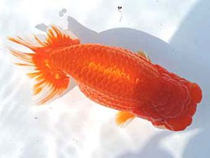 三河金鱗会　東大関　杉浦博治　安城