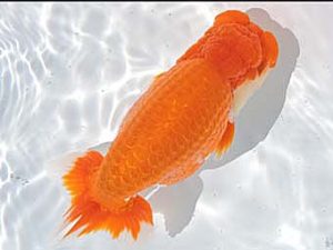 三河金鱗会　西大関　杉浦憲治　飯田