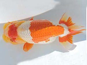 三河金鱗会　立行司　石黒英明　豊浜