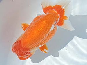 三河金鱗会　東取締　小早川義幸　半田