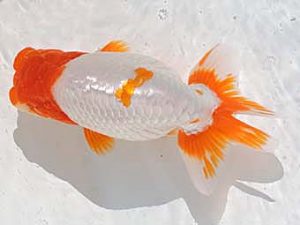 三河金鱗会　西取締　杉浦憲治　飯田