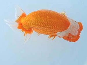 三河金鱗会　東大関　杉浦憲治　飯田