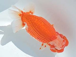 三河金鱗会　西大関　高須一三　名古屋